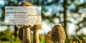 φωτογραφίες: mushring.com