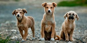 Φωτογραφία: Pexels.com