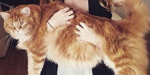 Πηγή: Instagram:omar_mainecoon