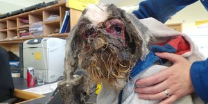 Φωτογραφία: RSPCA