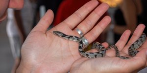 Τα φιδάκια της Παναγίας στην Κεφαλονιά -Φωτογραφίες: EUROKINISSI/ΠΑΝΑΓΟΠΟΥΛΟΥ ΓΕΩΡΓΙΑ