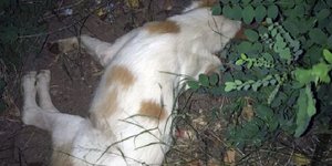 Νεκρά σκυλιά από φόλες μέσα στις αυλές σπιτιών/ Φωτογραφία: lamireport
