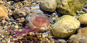 φωτογραφίες: pixabay.com