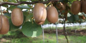 φωτογραφία: pixabay.com