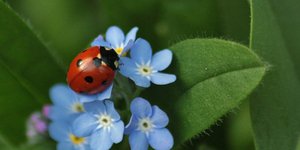 Πασχαλίτσες εν δράσει! Φωτογραφία: Pixabay 