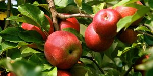 AP Photo/Dean Fosdick