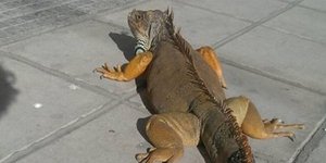 Τεράστιο ιγκουάνα κάνει βόλτα στη Θεσσαλονίκη/ Φωτογραφία: rthess