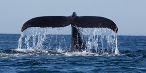 ΦΩΤΟΓΡΑΦΙΑ: SHUTTERSTOCK