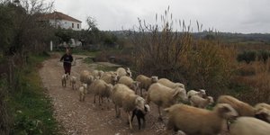 Συνάντηση Αγροτικών Συνεταιρισμών Λέσβου και κτηνιάτρων την Τετάρτη