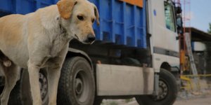 Ταινία του Μενέλαου Καραμαγγιώλη