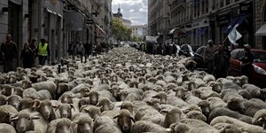 Οι δρόμοι της Λυών γέμισαν πρόβατα (Φωτογραφία: AP/ Laurent Cipriani)