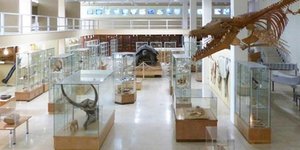 Ξεναγήσεις και εκδηλώσεις στο Μουσείο Παλαιοντολογίας και Γεωλογίας του Πανεπιστημίου Αθηνών