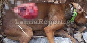ΦΩΤΟΓΡΑΦΙΑ: lamiareport.gr