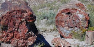 Με πολύπλοκο κορμό