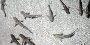 Ειδικοί συμβουλεύουν πώς να γλιτώσετε από καρχαρία (Φωτογραφία: AP/ Steve Ruark)