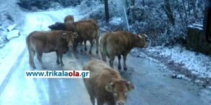 Φωτογραφία: trikalaola.gr
