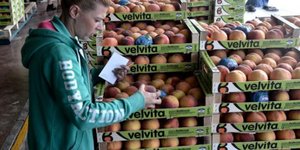 Παράγει φρούτα με την διεθνή ονομασία Velvita