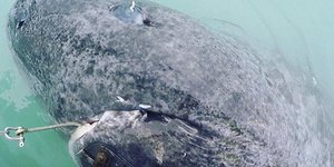 Ψάρεψαν το γηραιότερο πλάσμα στη Γη καρχαρίας 01