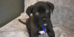 Battersea Dogs and Cats Home