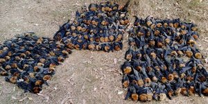 Φωτογραφία: Facebook/ Σπάνιο: Ο καύσωνας στην Αυστραλία έβρασε τον εγκέφαλο εκατοντάδων νυχτερίδων