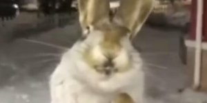 Παγωμένο κουνέλι στο Καζακστάν