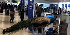 Το παγόνι έφαγε... πόρτα στο αεροδρόμιο του Νιούαρκ (Φωτογραφία: Facebook)