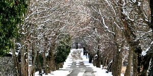 Φωτογραφία: kalimeraarkadia.gr/ Ο «δρόμος της αγάπης» βρίσκεται στην Βυτίνα Αρκαδίας- Εκεί που όλοι οι ερωτευμένοι ανταλλάζουν όρκους και... φιλιά [εικόνες]