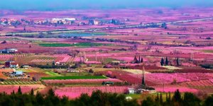 Ολόκληρος ο κάμπος της Ημαθίας κάθε Ανοιξη βάφεται ροζ /Φωτογραφία: Ρίτσα Λίτσα