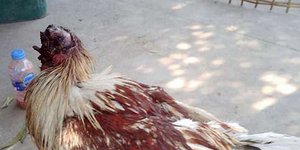 Η ακέφαλη κότα της Ταϊλάνδης. Φωτογραφία: AsiaWire