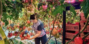 Πώς η Ολλανδία έγινε ο 2ος εξαγωγέας τροφίμων παγκοσμίως 01