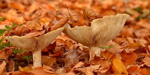 φωτογραφία: pixabay