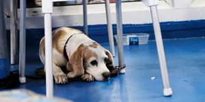 Πώς το νομοσχέδιο για σκύλους-γάτες θα «πνίξει» τη χώρα στα αδέσποτα /Φωτογραφία: Sooc