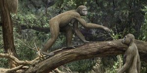 Καλλιτεχνική αναπαράσταση αρδιπίθηκου (Εικόνα: Mauricio Anton)  
