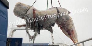 Φωτογραφία: cyclades24.gr- Η φάλαινα που ξεβράστηκε στην Σαντορίνη