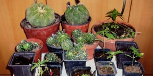 Φωτογραφία: astynomia.gr