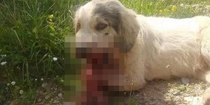 Φωτογραφία: tharrosnews