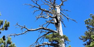 Διαδέχεται τον «'Αδωνι»