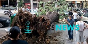Δέντρο έπεσε στην Θεσσαλονίκη/ Φωτογραφία:thessnews.gr