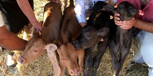  Τετράδυμα/ Φωτογραφία: enandro.gr