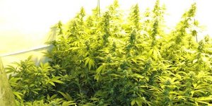 Υπερδιπλασιάστηκαν οι εξαρτημένοι από κάνναβη (Φωτογραφία: EUROKINISSI)