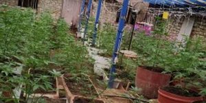 Κάνναβη / Φωτογραφία: astynomia.gr