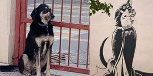 Σκύλος στην Χαλκίδα/ Φωτογραφία:Eviazoom.gr