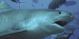 Φωτογραφία αρχείου: Wikimedia Commons