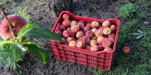 Στις Περιφερειακές Ενότητες Πέλλας