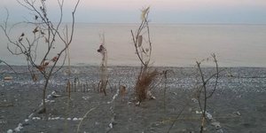 Δέντρα με σκουπίδια /Φωτογραφία: tinealarissa.gr