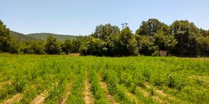 Έκταση με δενδρύλλια κάνναβης/ Φωτογραφία αρχείου Eurokinissi