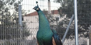 Σπάνια πτηνά σε μονάδα στην Παλλήνη (φωτογραφία: ΑΠΕ)