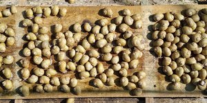 Τα λευκά σαλιγκάρια. Φωτογραφία: ΑΠΕ-ΜΠΕ