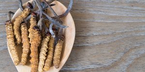 Yarsagumba (Φωτογραφία: Shutterstock)