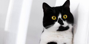 H γάτα με την καρδιά στο στήθος της